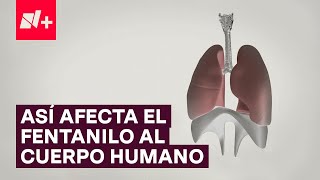 ¿Cómo afecta el fentanilo al cuerpo humano  N [upl. by Mathew892]