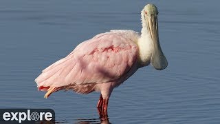 Alligator and Spoonbill Swamp Cam powered by EXPLOREorg [upl. by Nerrot]