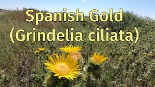 Identifying has been tricky for this gumweed called quotSpanish Goldquot [upl. by Ttoille]