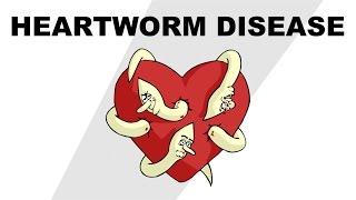 Heartworm Disease  Plain and Simple [upl. by Jill]