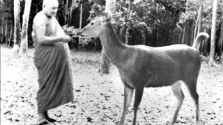 Ajahn Chah  Suffering On The Road [upl. by Cordie604]