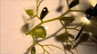 Utricularia australis Traps  A Carnivorous Plant [upl. by Orsino]