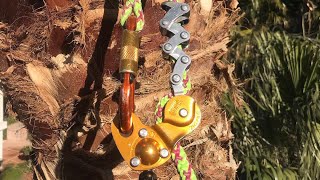 How to use a Petzl ZigZag to descend from a Palm Tree [upl. by Boak]