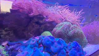 100 Gallon Anemone Aquarium Clownfish reeftank anemone [upl. by Erual]