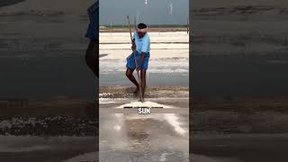 Sea Salt Production in India EXPOSED Shorts SeaSalt India [upl. by Idonah]