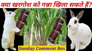 क्या खरगोश को गन्ना खिला सकते हैं Khargosh Kitne Din Mein Bacche Dete Hain Sunday Comment Box [upl. by Nohshan]