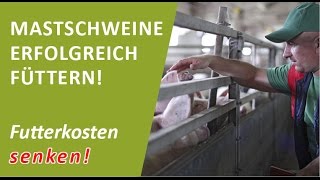 Schweinefütterung Mastschweine erfolgreich füttern  mit GratisTool Futterkosten senken und sparen [upl. by Iseabal160]