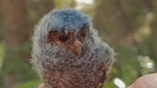 Flammulated Owls [upl. by Margaretha]