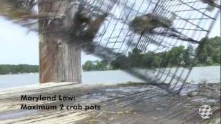 How to make your crab pot turtlesafe [upl. by Nerb]