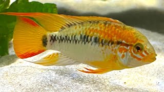 Apistogramma Cichlid  Complete Care amp Breeding Guide [upl. by Adyol]