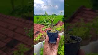 Gmelina philippensis part 2  Bonsai Tree  Sani Bonsai Zone garden gardening [upl. by Sunil]