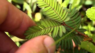 Sensitive Plant Mimosa pudica Bukidnon Philippines [upl. by Yelloh]