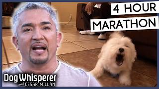 4 Hours Of Dog Whisperer With Cesar Millan [upl. by Ardnas]