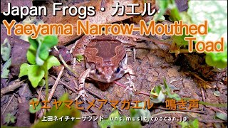 ヤエヤマヒメアマガエル鳴き声  Yaeyama NarrowMouthed Toad [upl. by Inavoig]