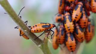 Milkweed Bugs [upl. by Lobel285]