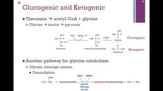 139Amino Acid Catabolism [upl. by Ydnem]