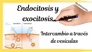 ENDOCITOSIS Y EXOCITOSIS Intercambios a través de vesículas [upl. by Ecidnac388]