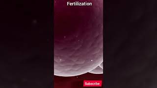 24 FERTILIZATION neet upsc reproductionsystem humanreproduction science biologyclass12 [upl. by Ahsatsana]