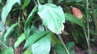 Shampoo ginger a very useful plant [upl. by Drofdarb34]