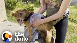 Rescued Threelegged Dog Completely Transforms Once He Is Safe  The Dodo [upl. by Hiett]