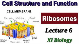 Ribosomes Lecture 6 [upl. by Diskin]