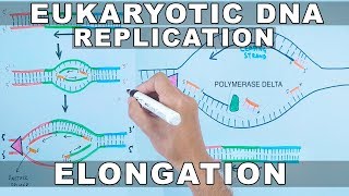 DNA Replication in Eukaryotes  Elongation [upl. by Whalen]