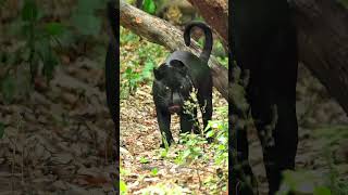 Rare Black Jaguar Spotted in Mexican Forest  Melanistic Big Cat Facts [upl. by Domenico]