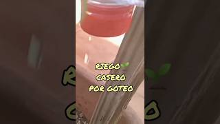 Poniendo a prueba un riego por goteo 💧casero [upl. by Meade]