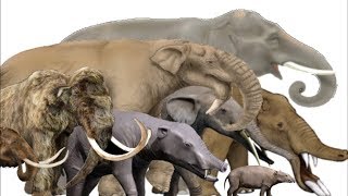 The Evolution of Elephants Mammoths and Mastodons  Proboscidean Family Tree [upl. by Noel]