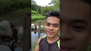 Brahminy Kite taking a fish in my hand🥰Team Uwak animallover foryoupageシ fypviralシ [upl. by Bruis]