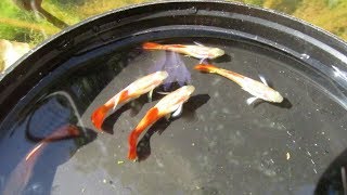 Colored Pectoral Fins Now Easy to See on Cross Breed Guppies [upl. by Airak]