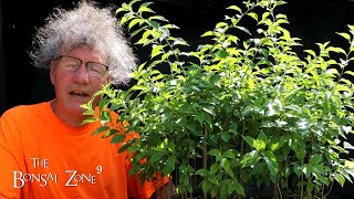 My Osage Orange Bonsai Forest The Bonsai Zone June 2022 [upl. by Adnilre]