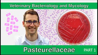 Pasteurellaceae Part 1  Veterinary Bacteriology and Mycology [upl. by Ki]