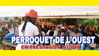 PERROQUET DE LOUEST EN PRESTATION A GOYA Guiglo [upl. by Canice]