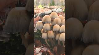 Mica Cap Glistening Inky Cap Shiny Cap Coprinellus micaceus in Family Psathyrellaceae [upl. by Elena]