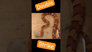 Insane Double Strike From The Copperhead [upl. by Malley]