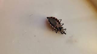 Backyard bug hunt  kissing bug [upl. by Merras]