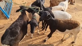 FEIRA DE ANIMAIS EM OURICURIPE Rodrigo cai no final da matéria 16022023 COTAÇÃO DE PREÇO [upl. by Janina106]