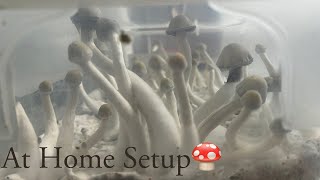 How I MAXIMIZED My Yields  At Home Mycology Setup P Natalensis mycology [upl. by Gnouhk]