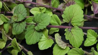 Satureja douglasii  Indian Mint  Yerba Buena [upl. by Eelyam]