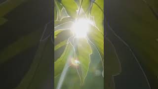 Photosynthesis science sciencefacts knowledge phytomining light plants shorts facts tiktok [upl. by Ahtiekahs]