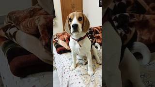 Cutie Pie🥰❤️ song beagle shortsfeed trending trend mylo viralvideo love bollywood music [upl. by Leanne]