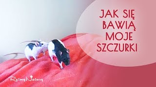 Jak się bawią moje szczury domowe [upl. by Agnella]