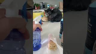 cat funny foryou funnycat cats pets catlover funnycats [upl. by Akinohs]