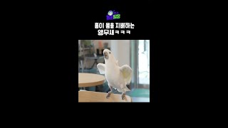 흥이 내 몸을 지배한다★ 흥생흥사 앵무새 shorts 예나는동물탐정 [upl. by Thomasine]