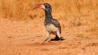 Birds of Namibia Part 2  Southern Africa [upl. by Audras319]