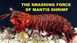 The Smashing Force of Mantis Shrimp [upl. by Anyer948]