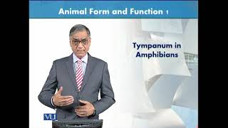 Tympanum in Amphibians  Animal Form amp Function 1 Theory  ZOO516TTopic073 [upl. by Sauncho]