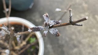 Spring Prune For quotMiss Violetquot Butterfly Bush Buddleia Dead Or Alive  April 30 [upl. by Kippar]