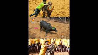 Owner ஆ இருந்தா ஓரமா போக வேண்டியது தானே   Avaniyapuram Jallikattu 2023 [upl. by Halli]